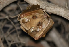 Epomophorus crypturus