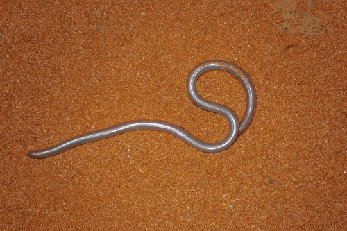 Interior Blind Snake