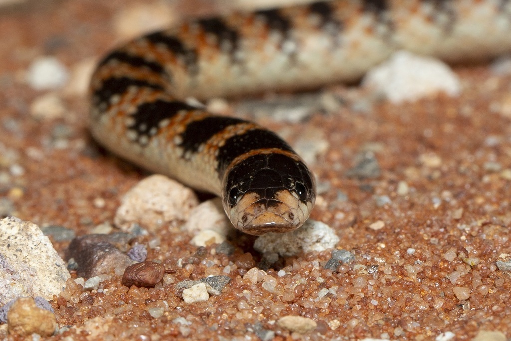 Narrow-banded Shovel-nosed Snake