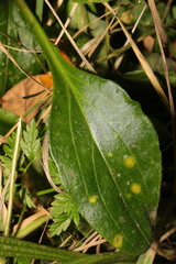 Puccinia arenariae