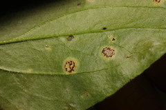 Puccinia arenariae