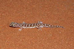 Rhynchoedura eyrensis