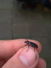 Brachyderes lusitanicus