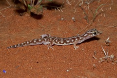 Rhynchoedura eyrensis