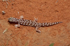 Rhynchoedura eyrensis