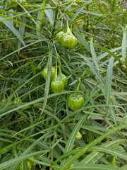 Solanum vescum