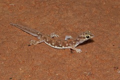 Rhynchoedura eyrensis