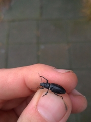 Brachyderes lusitanicus