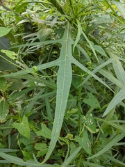 Solanum vescum