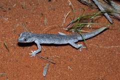 Strophurus ciliaris