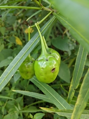 Solanum vescum