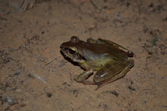 Aglyptodactylus