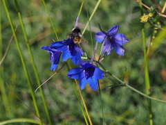 Bombus