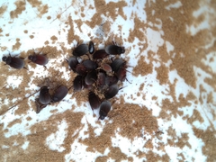 Maladera holosericea