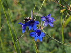 Bombus