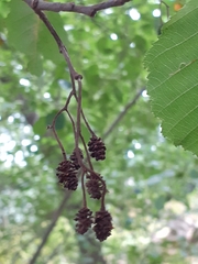 Alnus glutinosa
