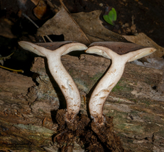 Lactarius quietus incanus