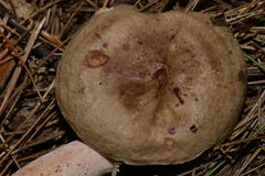 Lactarius quietus incanus