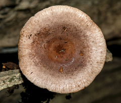 Lactarius quietus incanus