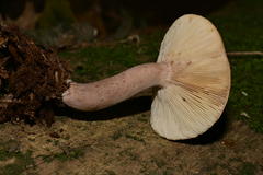 Lactarius quietus incanus
