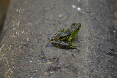 Guibemantis