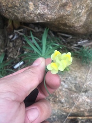 Linaria vulgaris