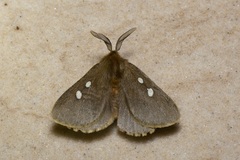 Anthela callispila