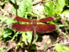 Neurothemis terminata