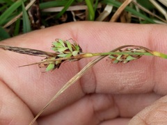 Carex livida