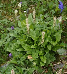 Macropodium nivale