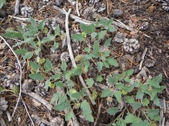 Phacelia hydrophylloides