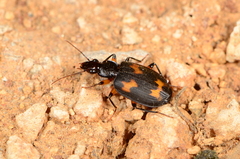 Thyreopterus flavosignatus