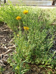 Xerochrysum bracteatum