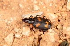 Thyreopterus flavosignatus