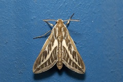Hyles livornicoides