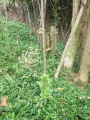 Coprosma macrocarpa minor