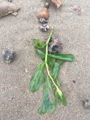 Potamogeton perfoliatus