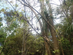 Coprosma macrocarpa minor