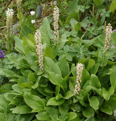 Macropodium nivale