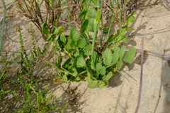 Lichtensteinia obscura