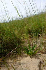Lichtensteinia obscura