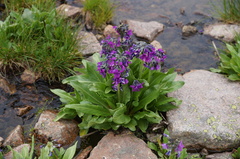 Primula nivalis