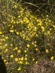 Hibbertia procumbens