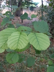 Alnus glutinosa