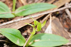Chiloglottis jeanesii