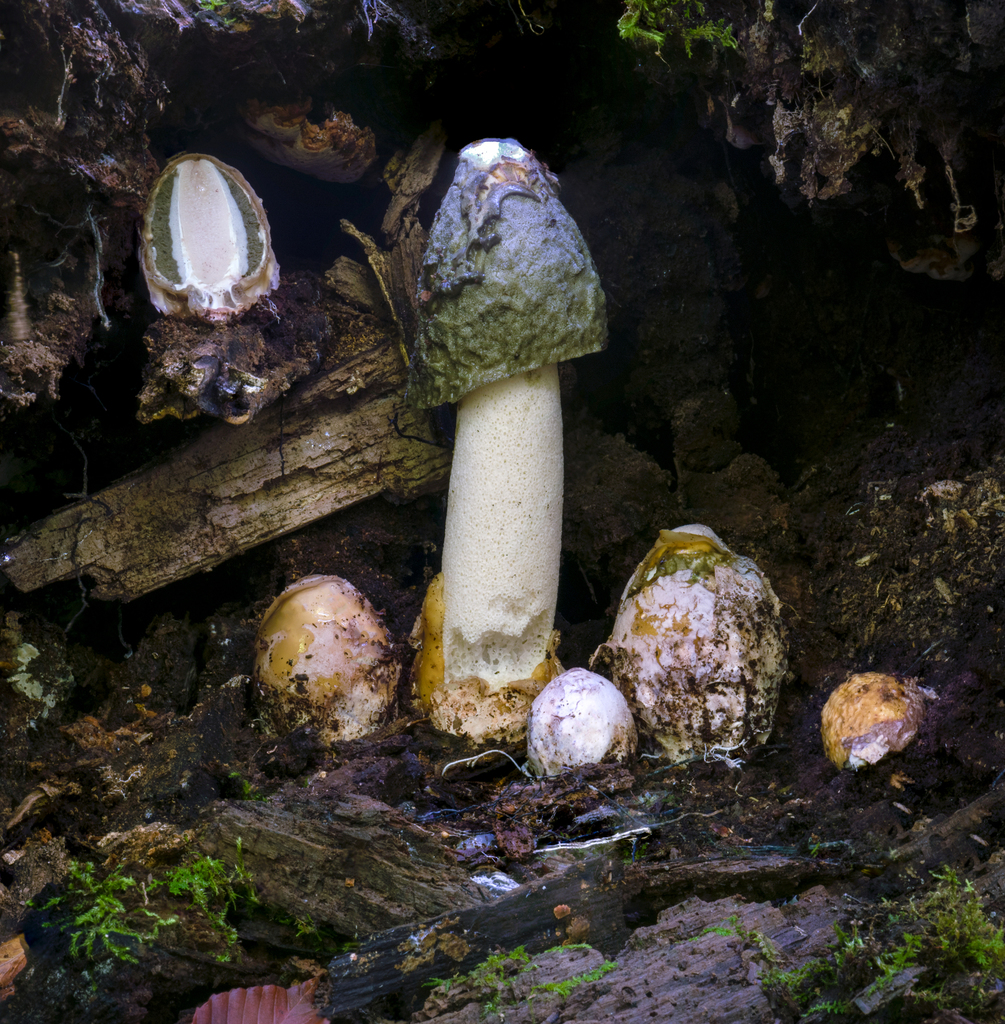 Ravenel's stinkhorn