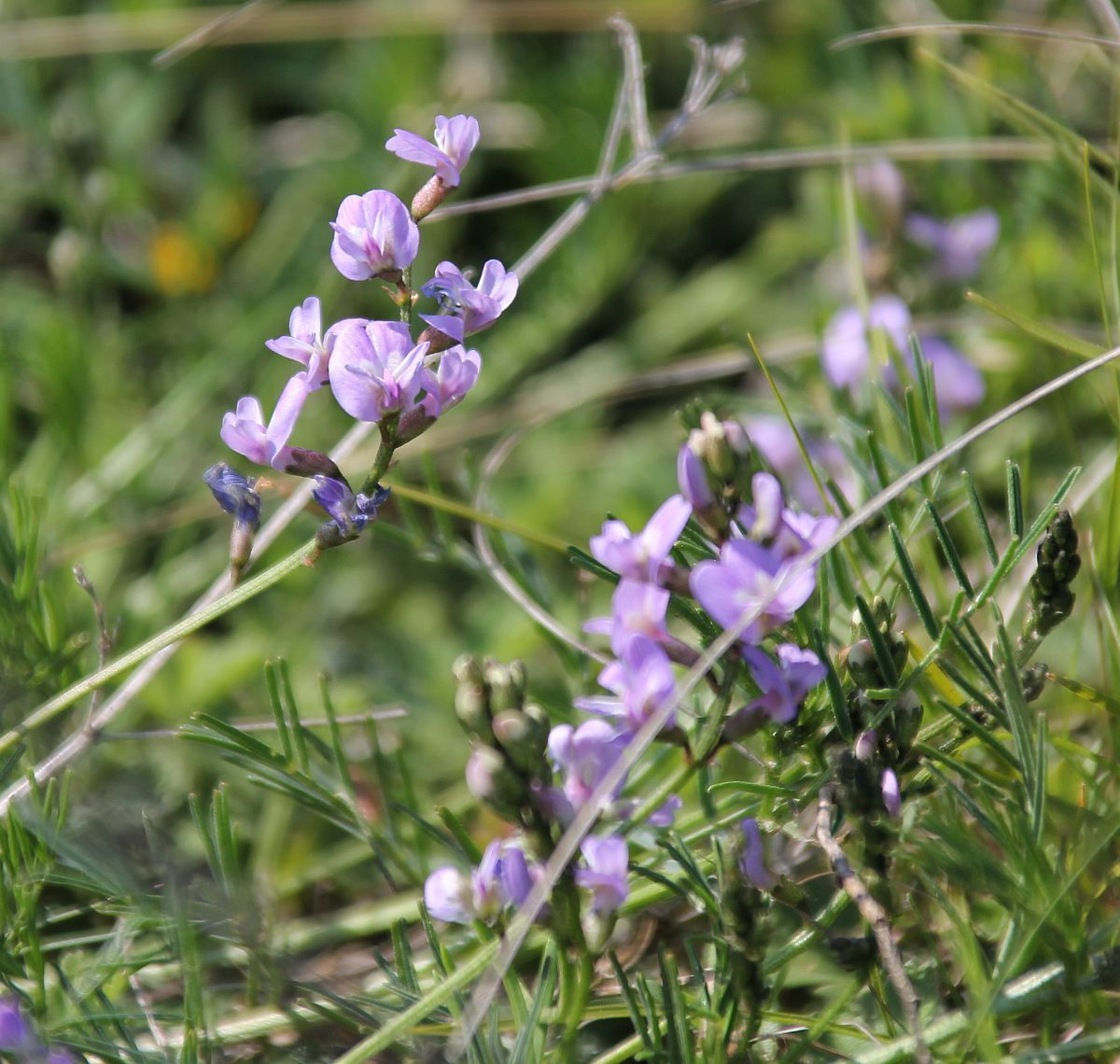 Astragalus austriacus