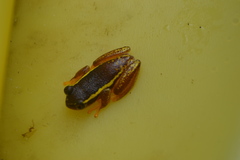 Heterixalus