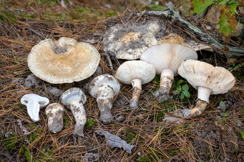 Eastern Matsutake