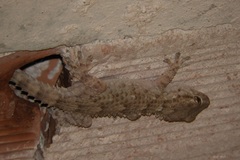 Tarentola mauritanica